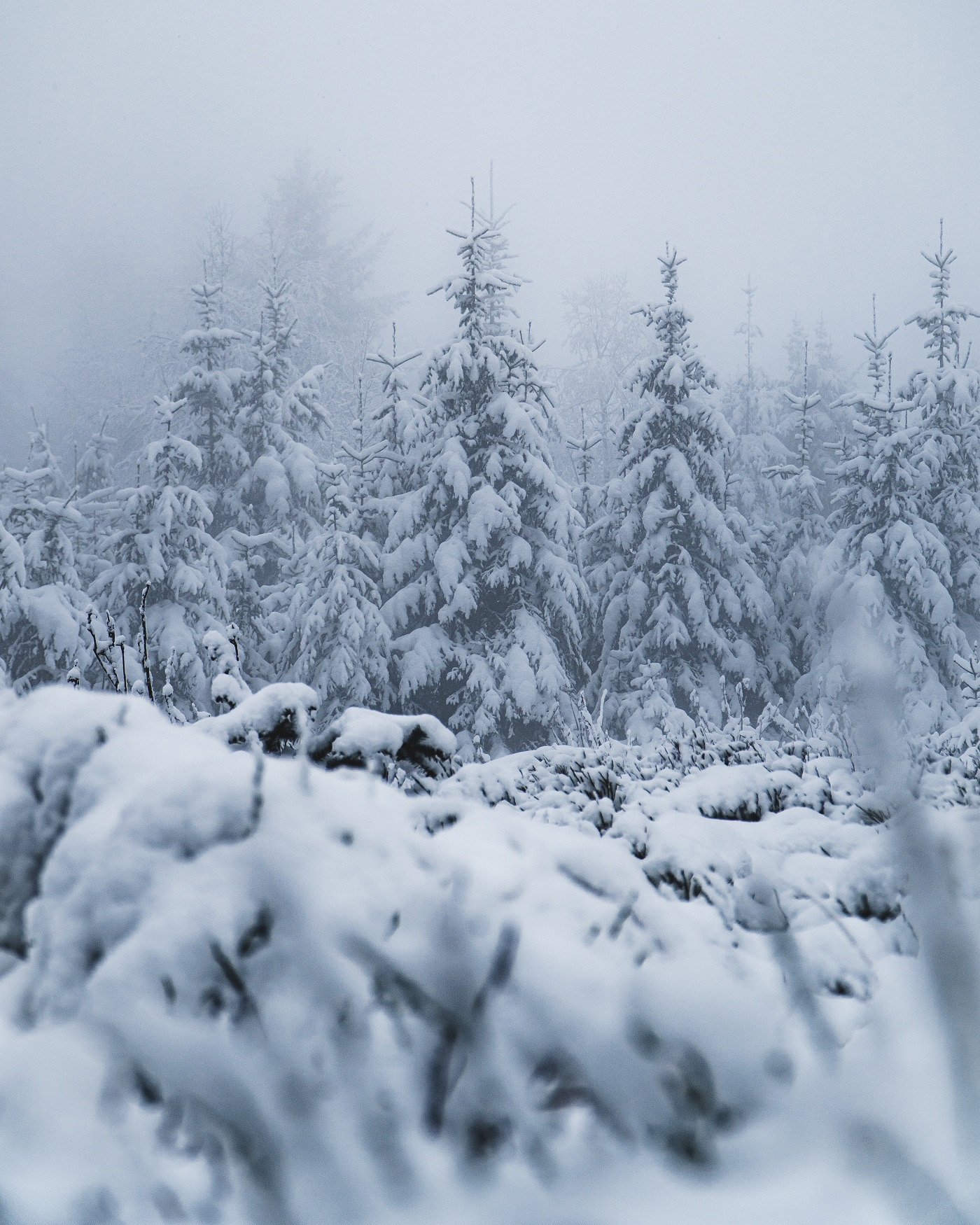 verschneite Bäume wirken wie Gestalten © Nicolas Ebert Nationalpark Schwarzwald