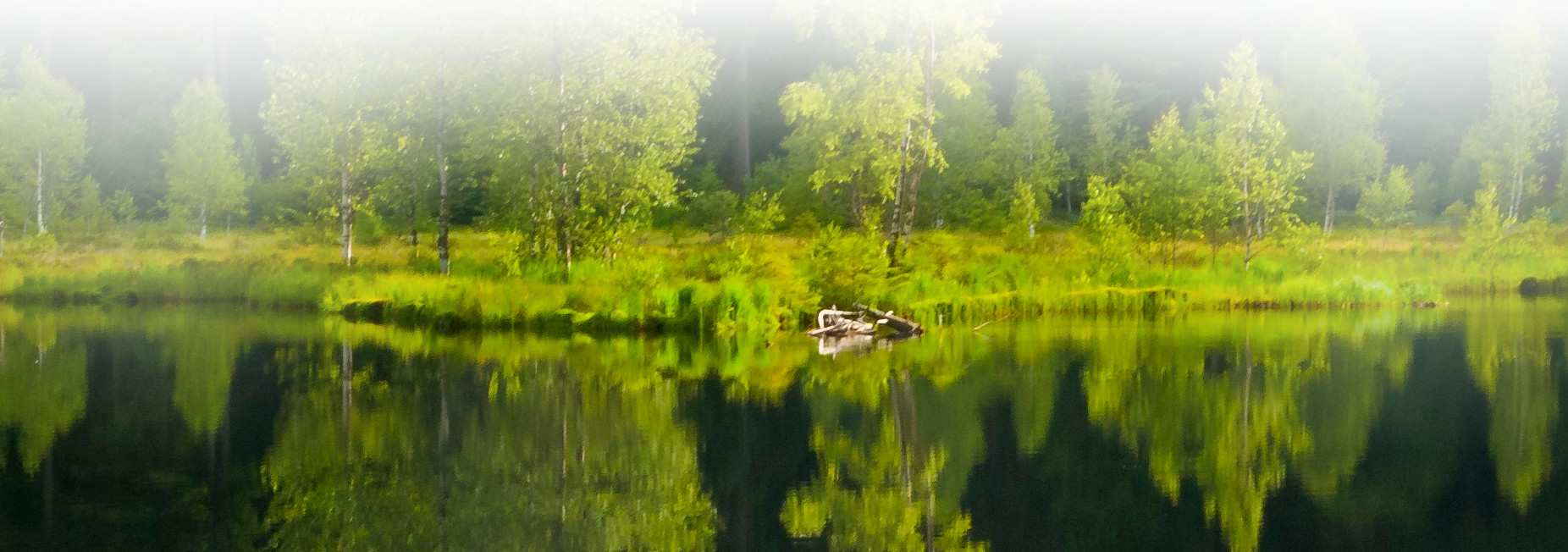 Foto vom Buhlbachsee © Luis Scheuermann (Nationalpark Schwarzwald)