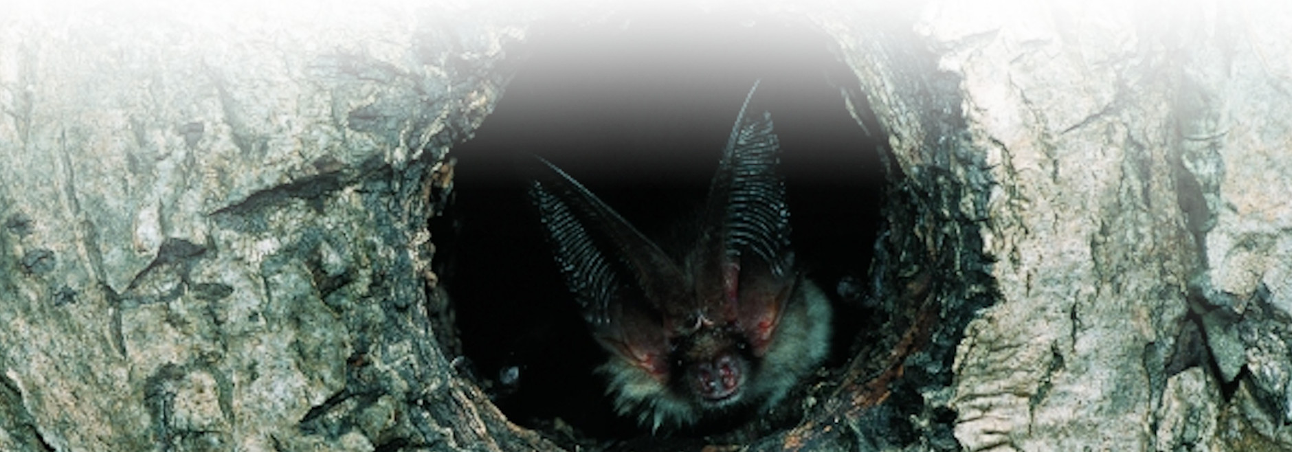 Fledermaus schaut aus Baumhöhle © Klaus Echle (Nationalpark Schwarzwald)