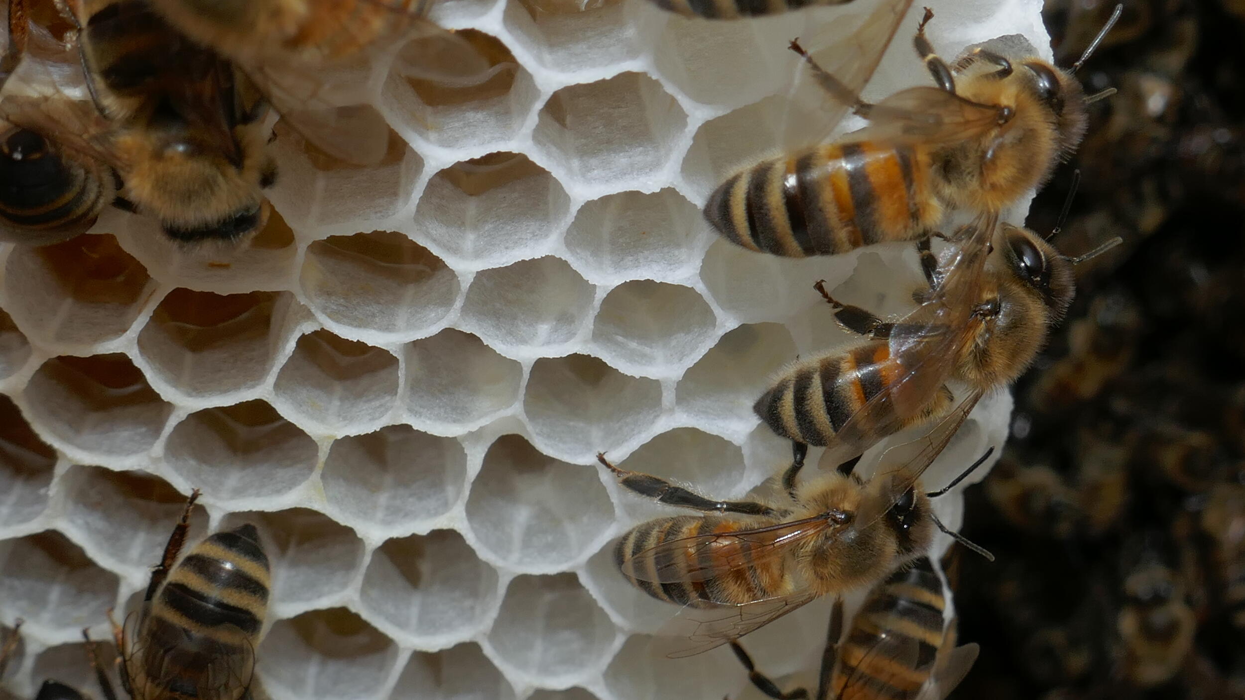 Honigbienen an Wabe © Angelika Sellig (Nationalpark Schwarzwald)