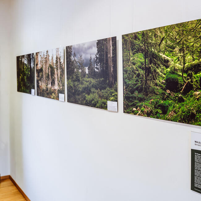Vier Bilder mit Waldmotiven hängen an einer weißen Wand. Foto: Baiersbronn Touristik / Max Günter 