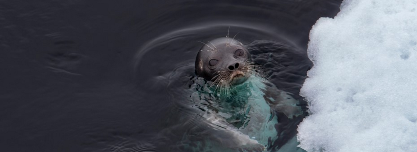Eine Robbe taucht aus einem eisigen Gewässer auf und blickt mit großen Augen in die Kamera. Ihr nasses Fell glänzt im Licht, während ihre langen, empfindlichen Schnurrhaare sichtbar hervortretten. Das Wasser um sie herum kräuselt sich leicht, und am rechten Bildrand ist eine dicke Eisschicht zu sehen, die das kalte Habitat der Robbe verdeutlicht. Die Atmosphäre wirkt ruhig und natürlich.