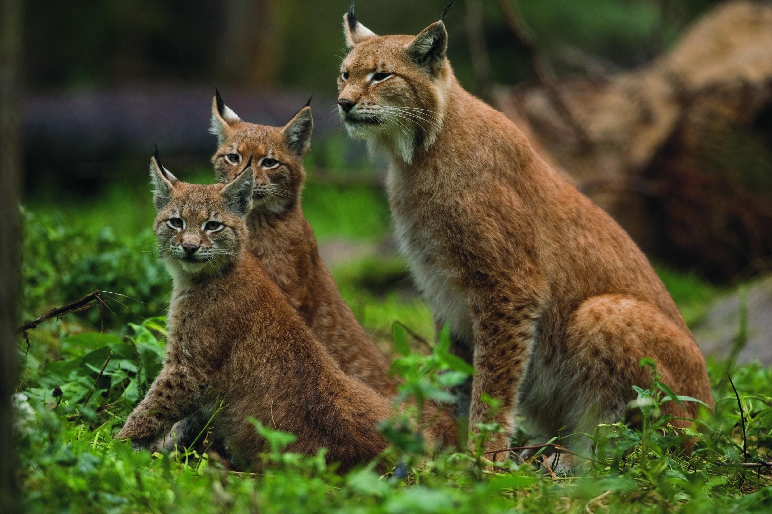 Ein ausgewachsener Luchs mit zwei jungen Luchsen