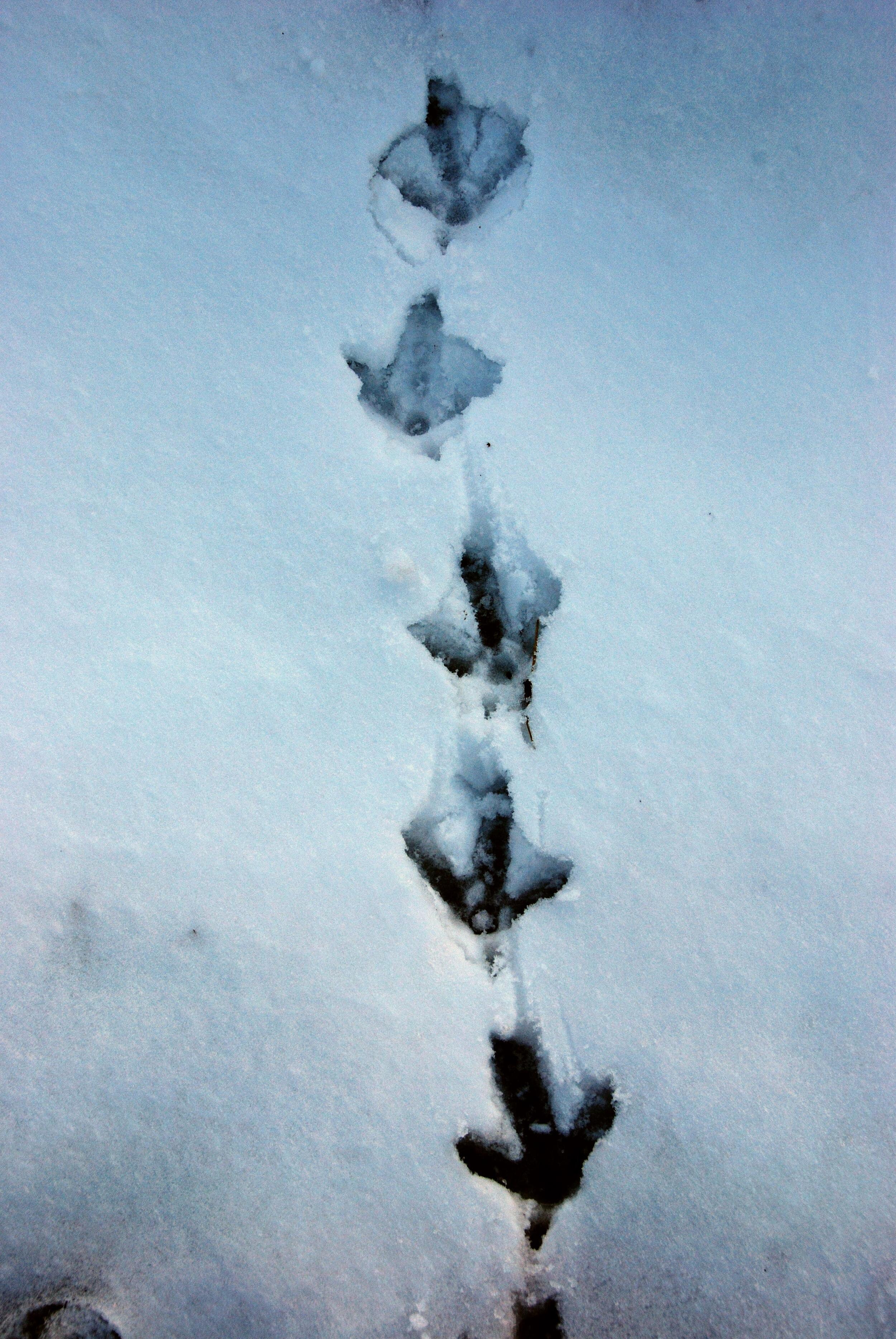 Auerhahnfährte im Schnee