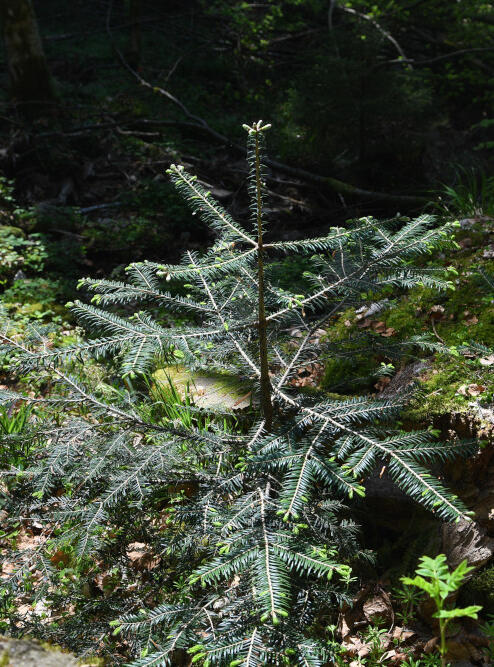 Kleine Tanne im Unterstand © Charly Ebel (Nationalpark Schwarzwald)