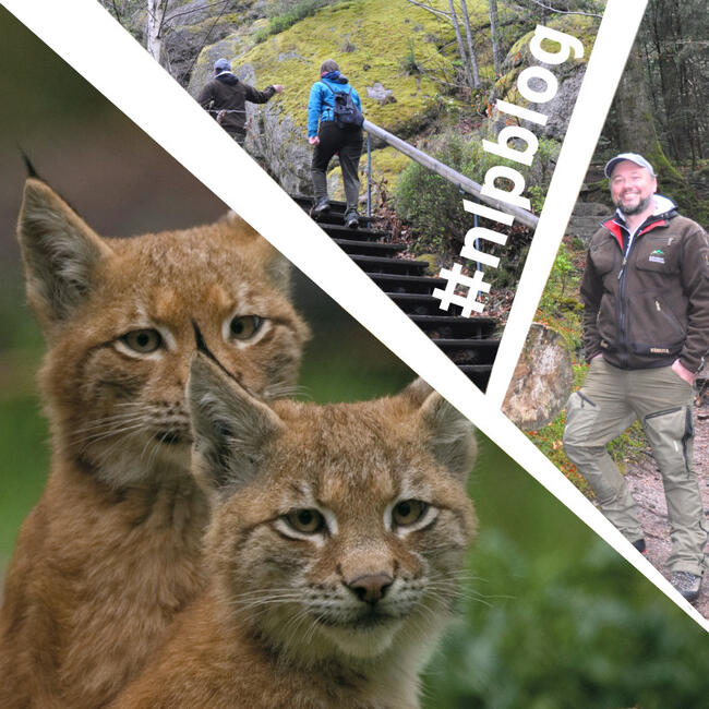 Luchs, Menschen wandern auf Treppen einen schmalen Pfad entlang, ein Mann mit Kleidung des Nationalparks