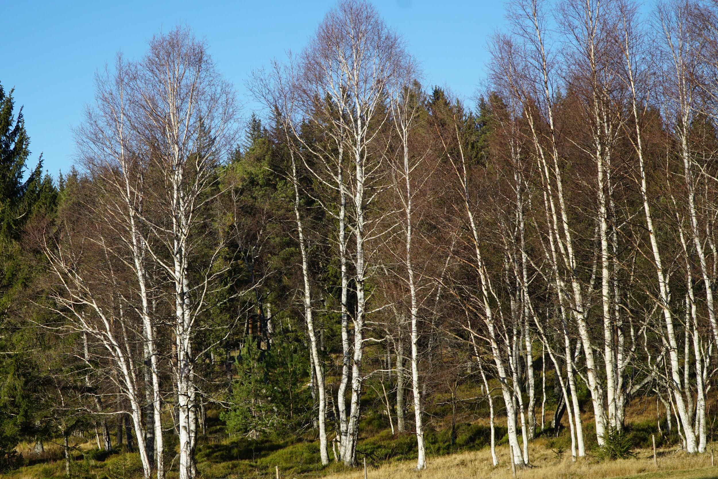 Birken am Waldrand mit ihren weißen Rinde © Bettina Kimmig (Nationalpark Schwarzwald)