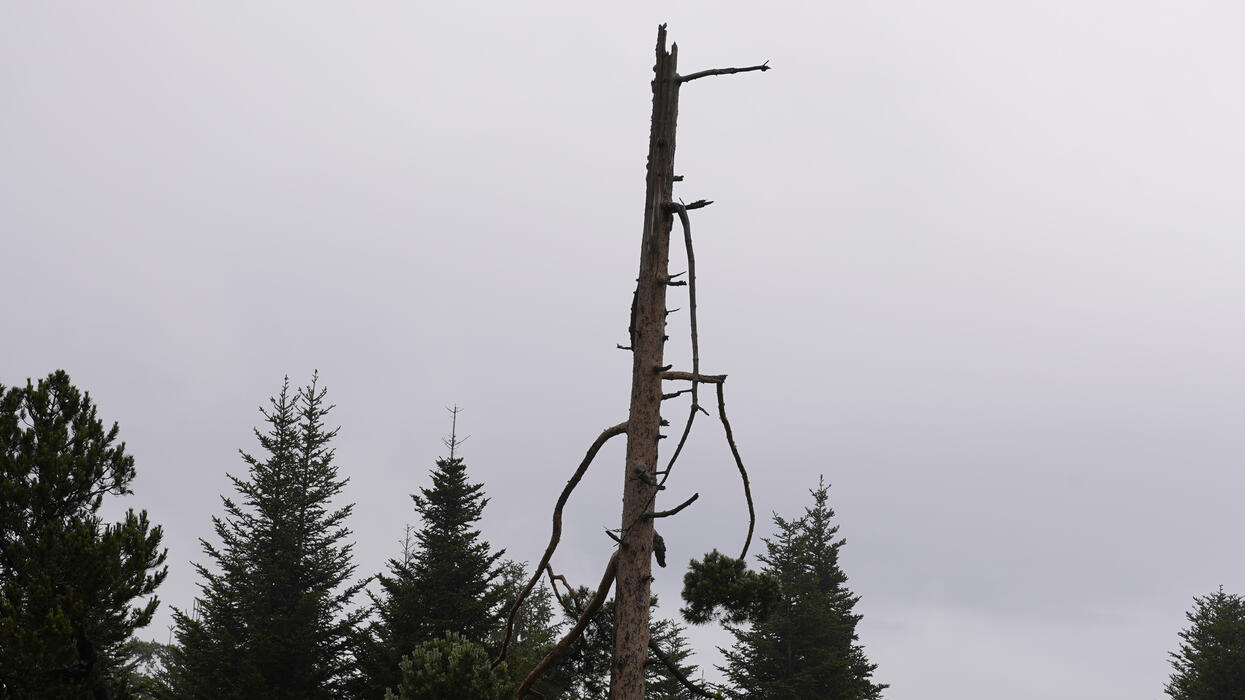 Am unteren Bildrand Wipfel von Nadelbäumen, in der Mitte ragt ein Totholzstamm in den grau verhangenen Himmel.