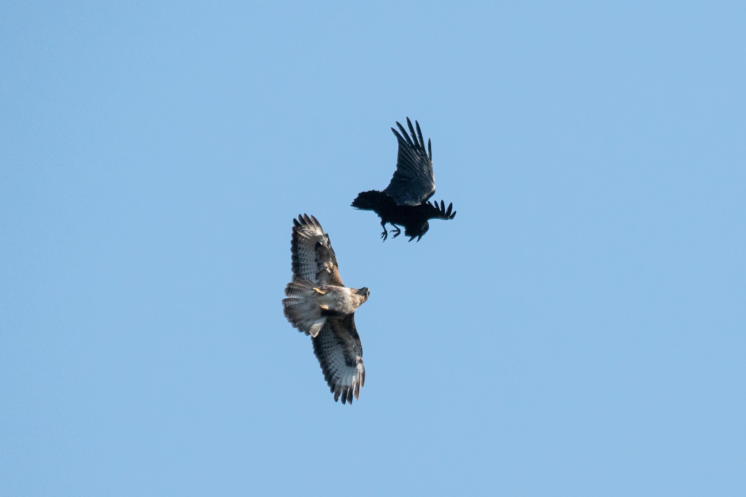 Wanderfalke und Rabe