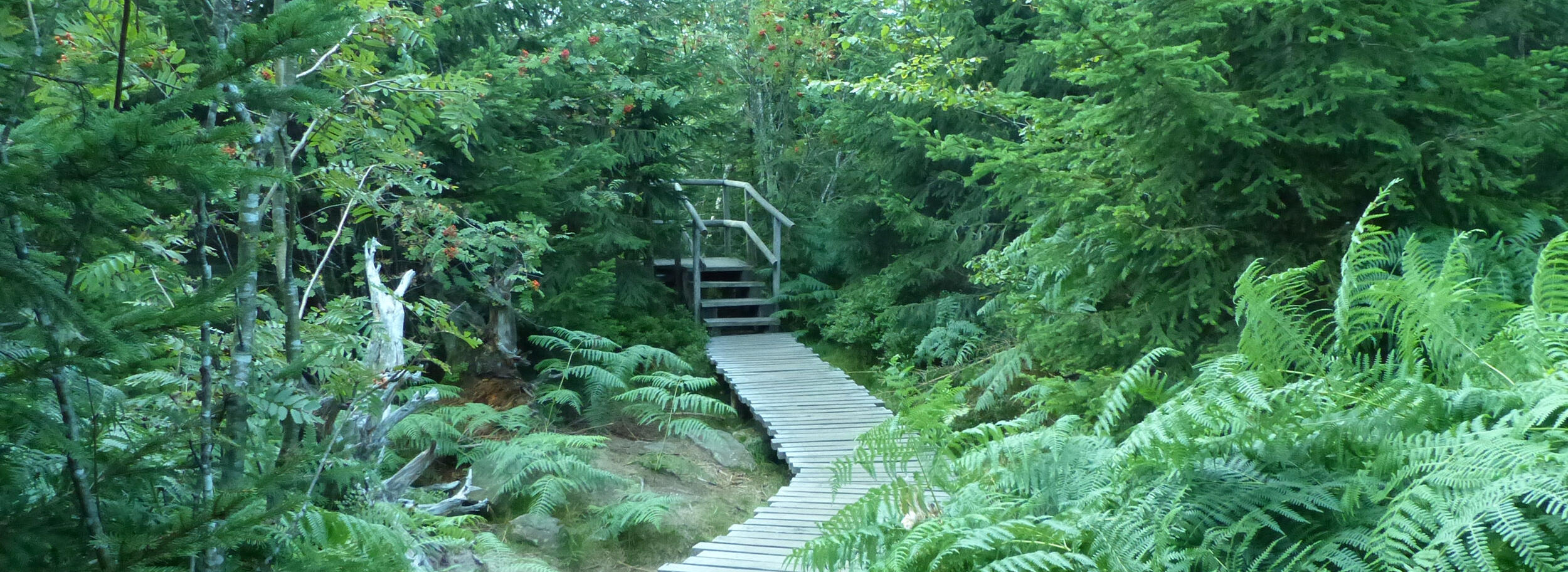 Aufnahme vom Lotharpfad. - Foto: Sebastian Kuehnlenz (Nationalpark Schwarzwald) 
