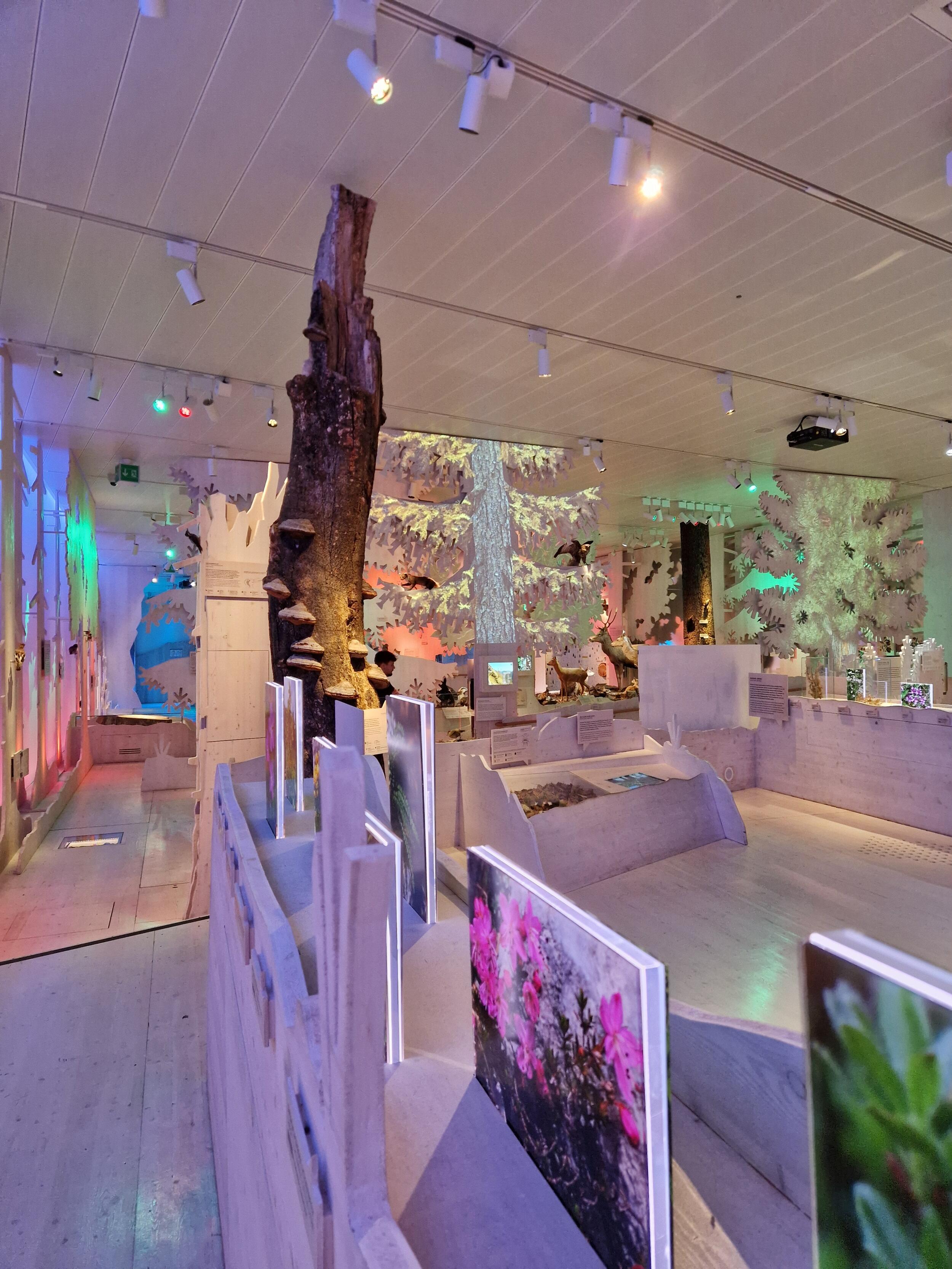 Man sieht einen hellen Raum mit bunten Lichtern. Es sind Naturbilder zu sehen. Foto: Nadine Berger.