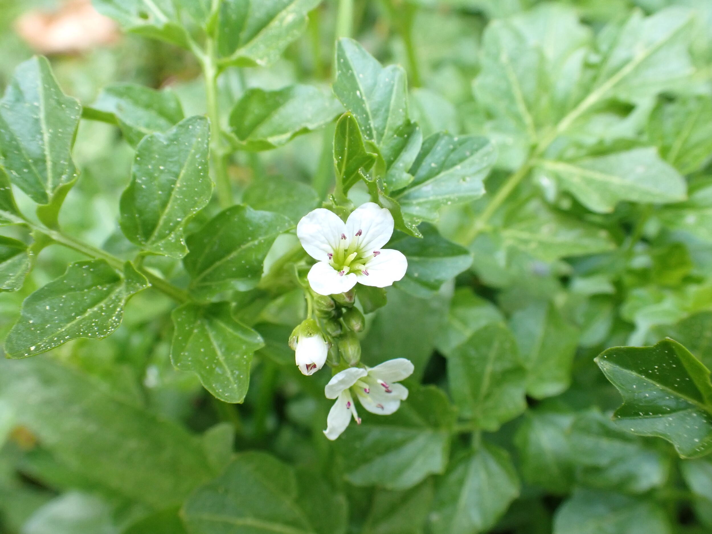 Brunnenkresse Blüte, Wiesensteig, Bad Peterstal © Bettina Kimmig (Nationalpark Schwarzwald)