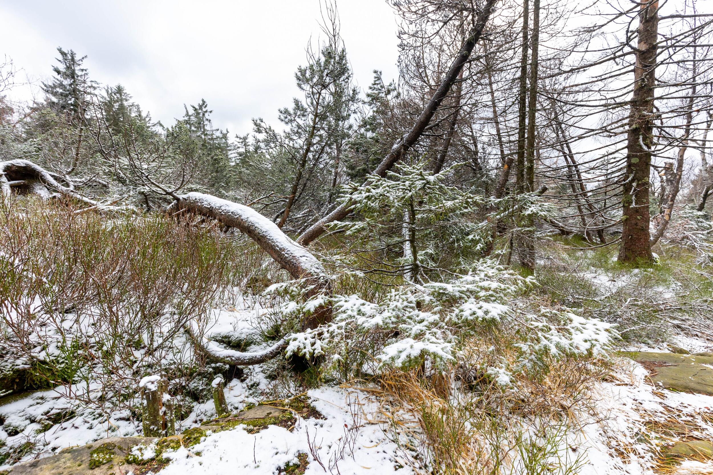 Totoholz und kleine Bäume leicht mit Schnee bedeckt