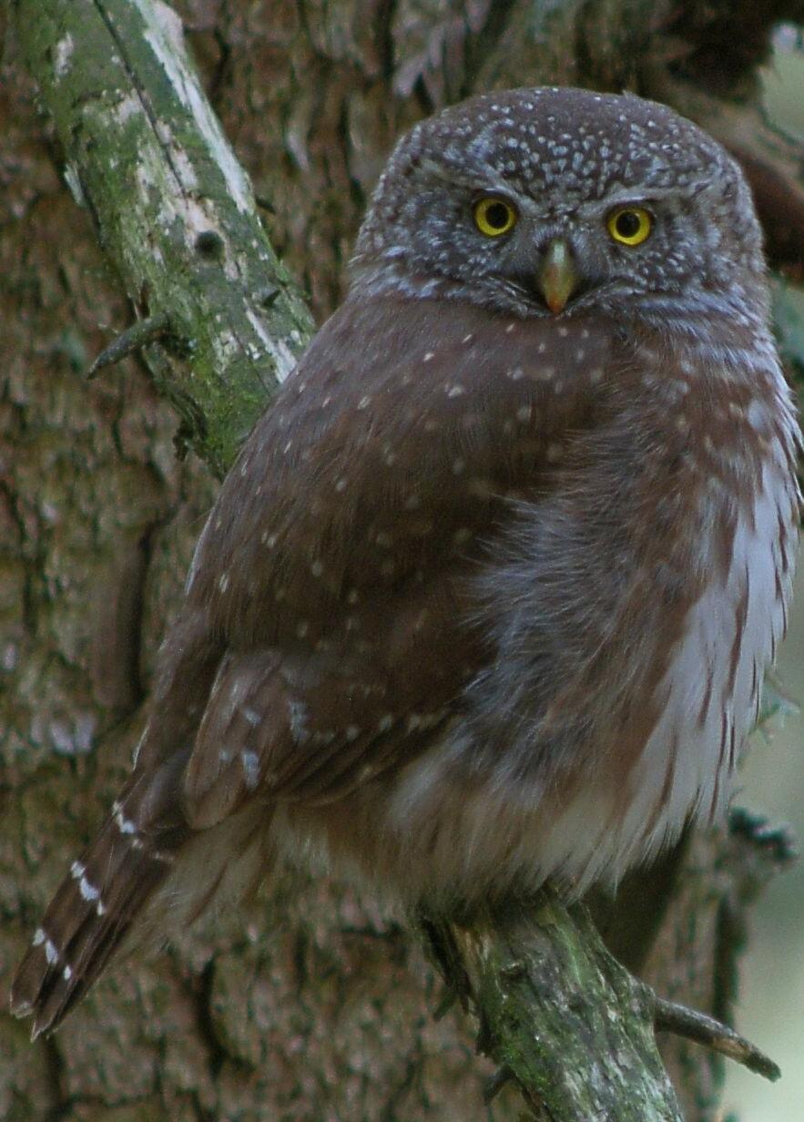 © Walter Finkbeiner