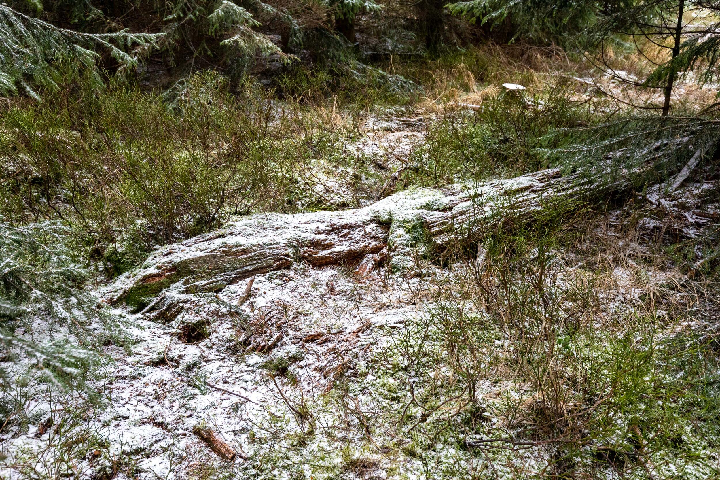 Waldboden leicht mit Schnee bedeckt