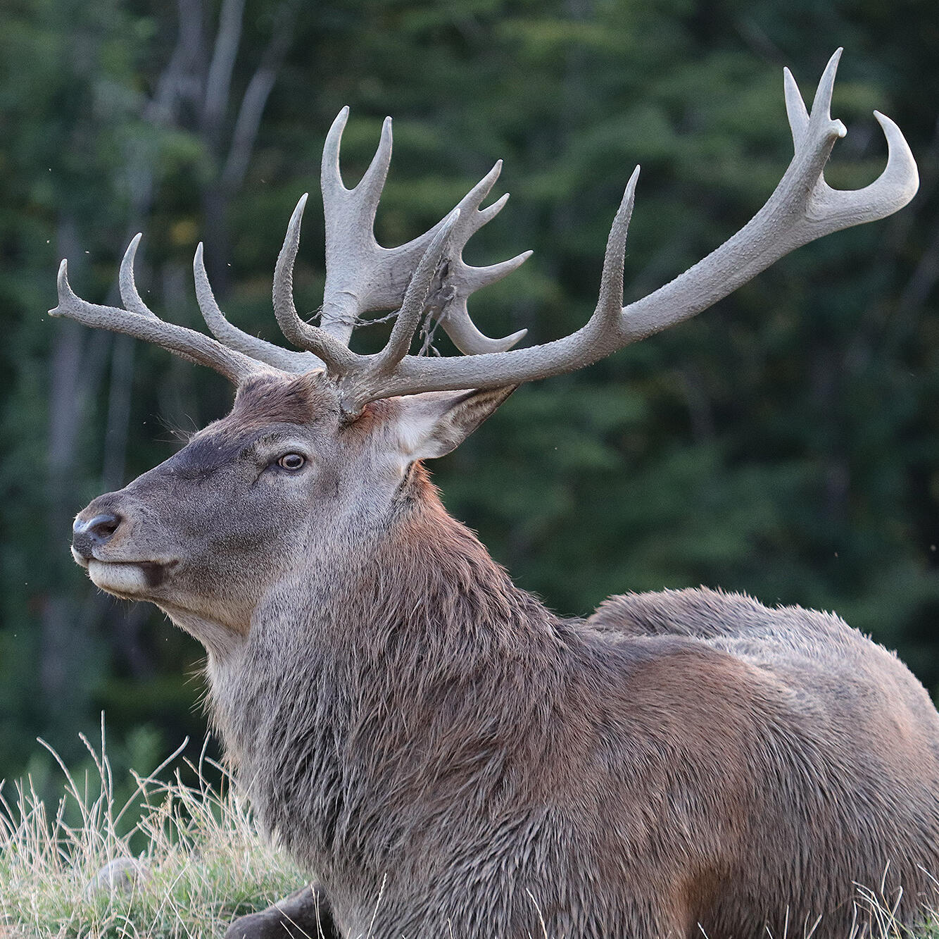 Aufnahme eines Hirsches - Foto: Hessner (Nationalpark Schwarzwald)