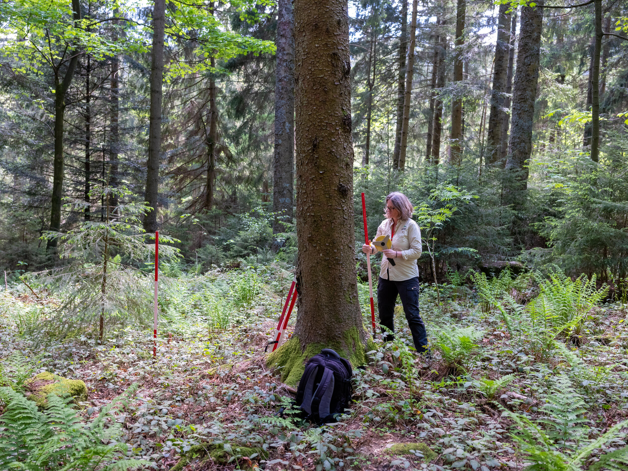 Stefanie Gärtner mit Fluchtstab © Andreas Forch Eine Frau bei Forschungsarbeiten im Wald.