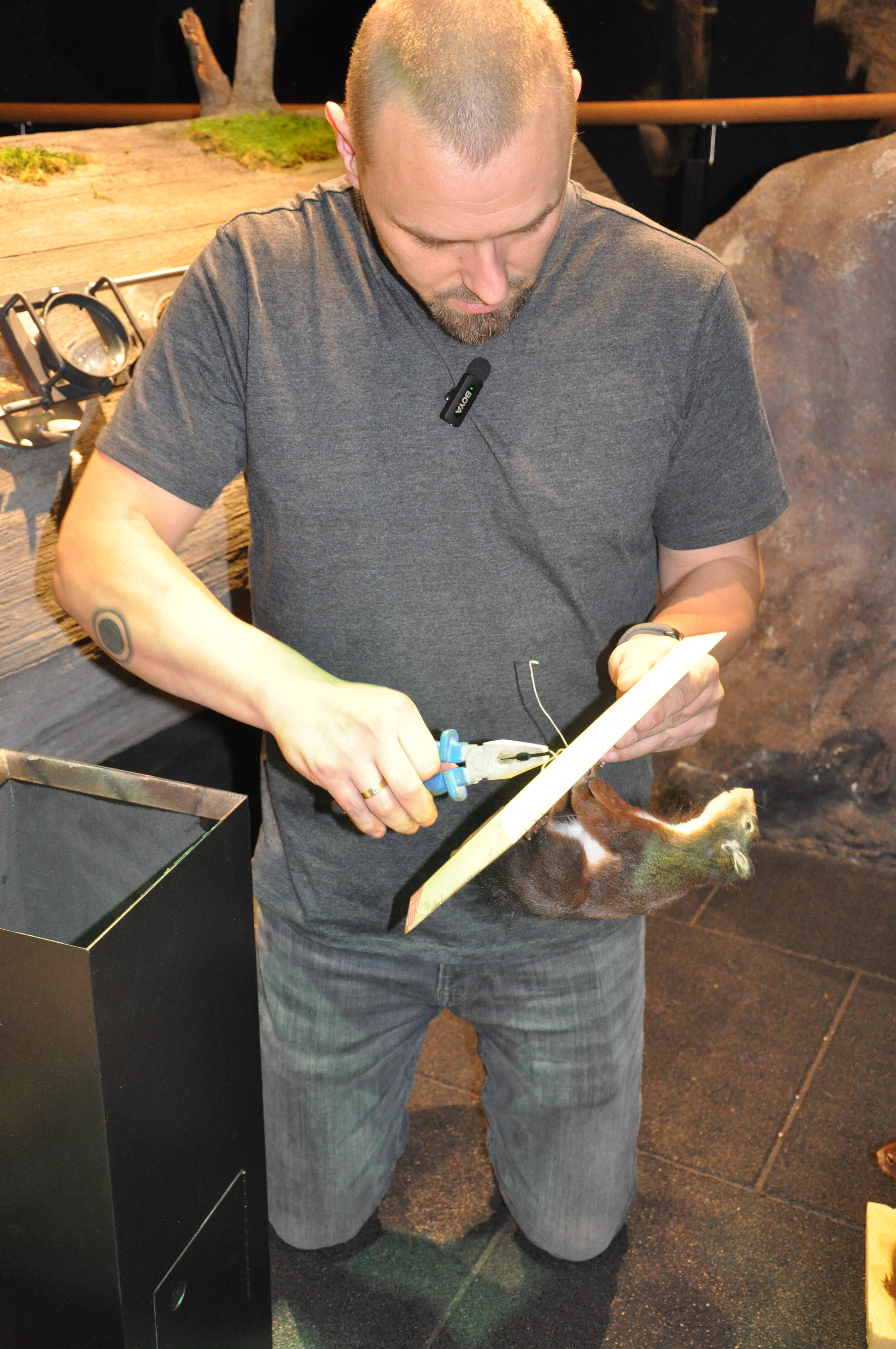 Ein Mann hält eine Holzplatte mit befestigtem künstlichen Eichhörnchen. Er macht das Eichhörnchen mit einem Werkzeug ab. Foto: Iris Lemanszyk