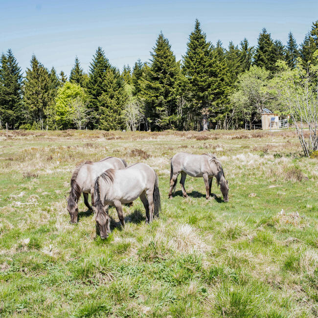 Drei massive Pferde fressen Gras auf einer großen Wiese. Foto: Daniel Müller