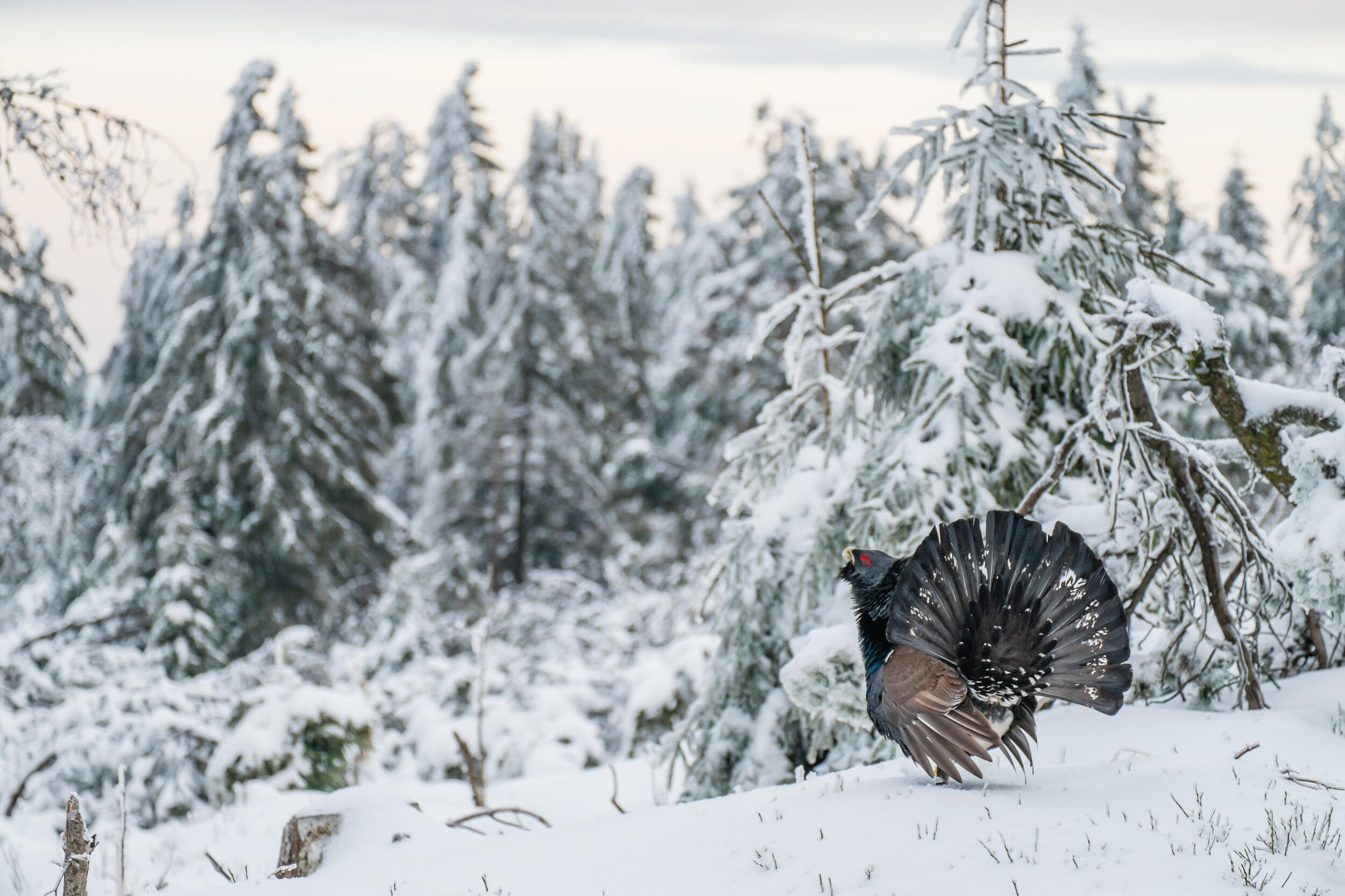 Auerhahn im Schnee