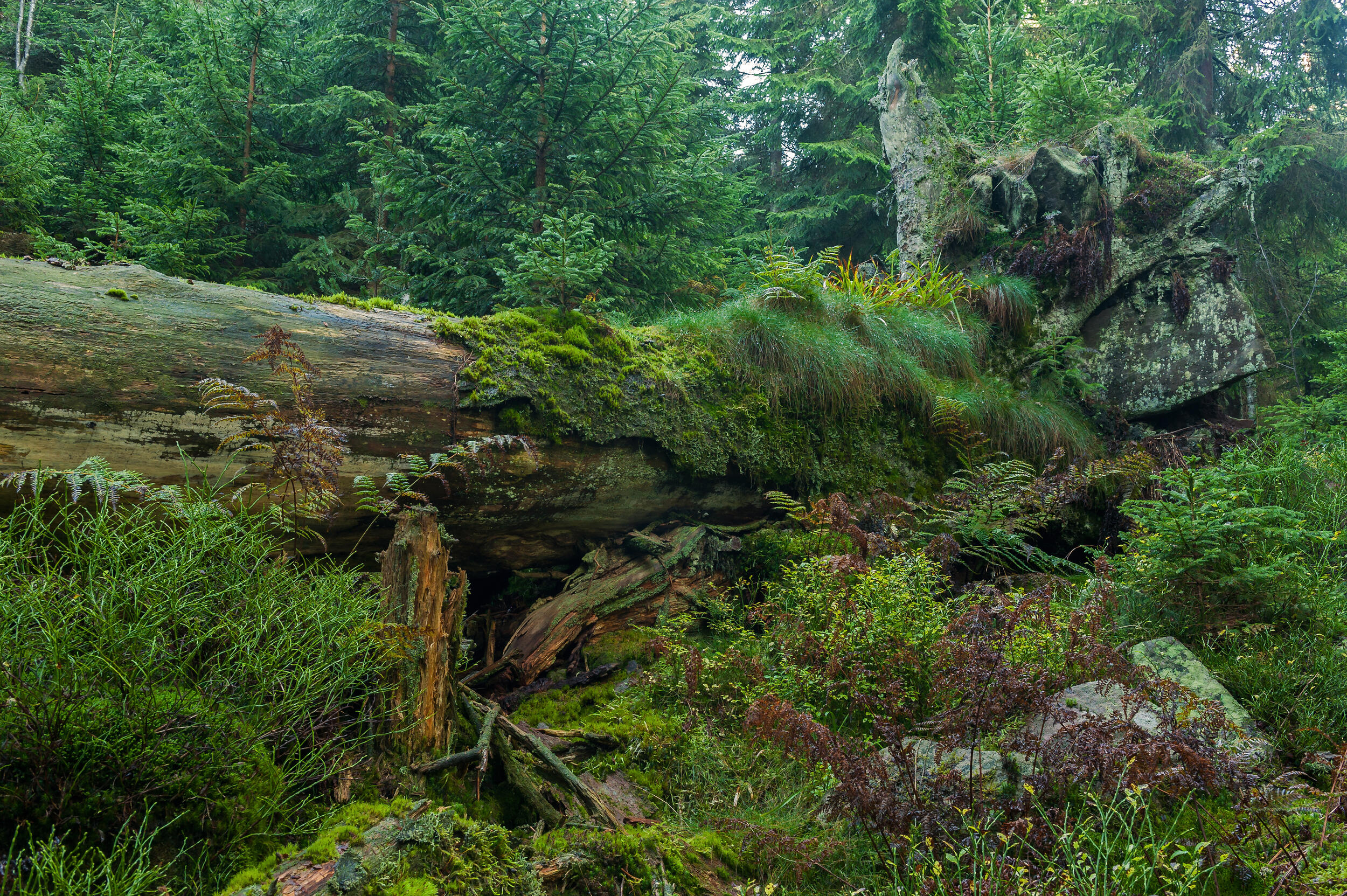Wilder Wald an der Badener Höhe © Luis Scheuermann (Nationalpark Schwarzwald)
