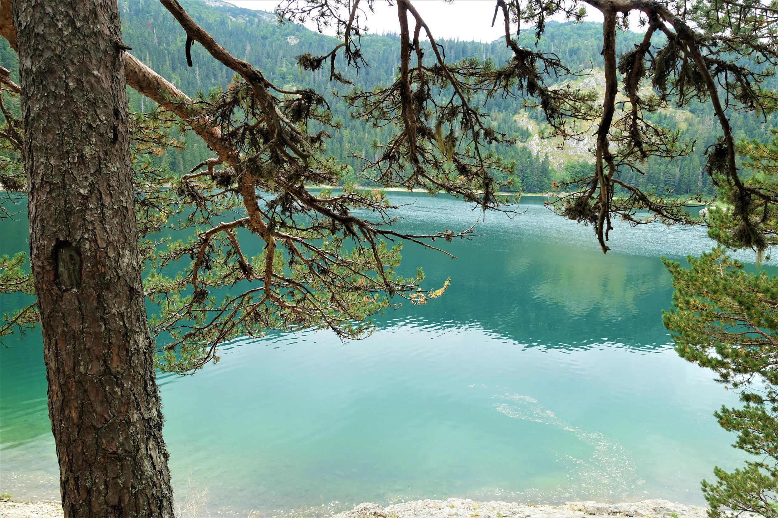 Hinter den Ästen eines Nadelbaums leuchtet türkis-blau ein See.