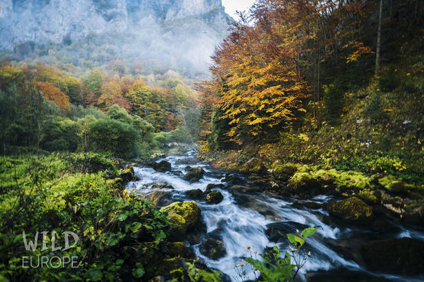 Ein brausender Bachlauf in einem Waldgebiet im Nationalpark Durmitor, über dem Wasser steigt Nebel auf. © blackforestcollective.com