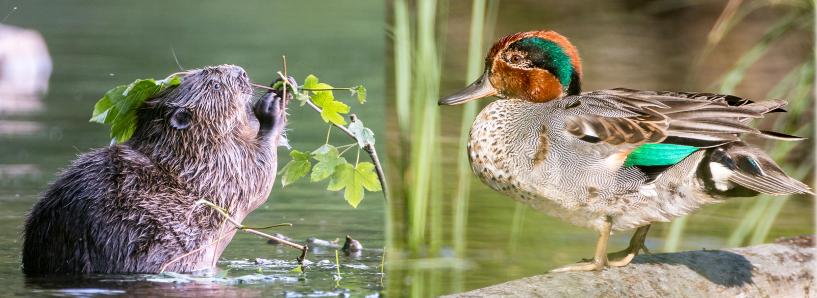 Biber und Krickente, Titisee