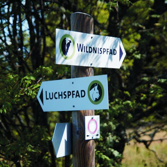 Ein Schilderbaum. Das Schild nach rechts sagt "Wildnispfad", das Schild links "Luchspfad".