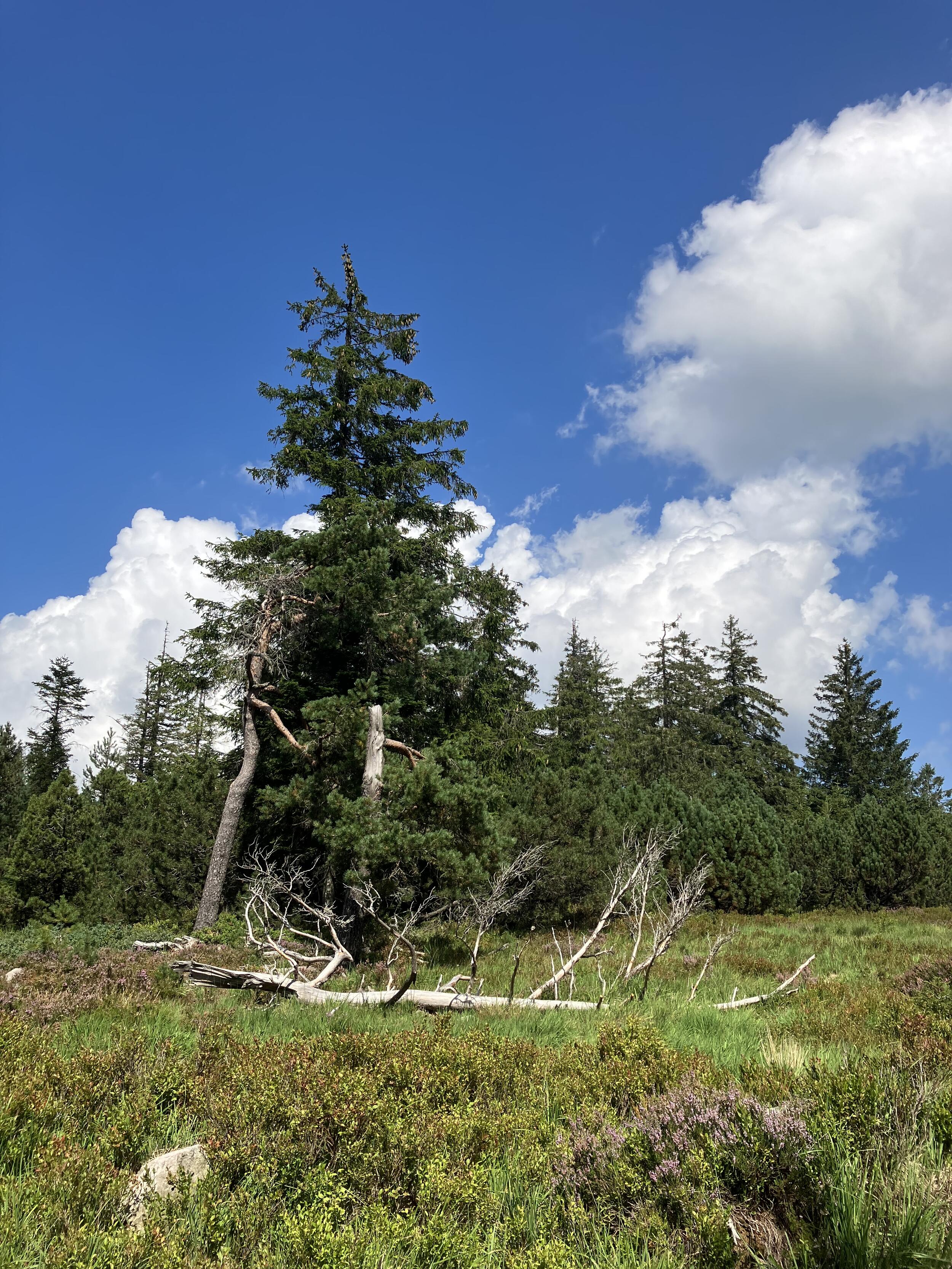 Umgestürzter Baum auf einer Wiese, dahinter ein grüner Nadelbaum. Foto: Nina Blazon