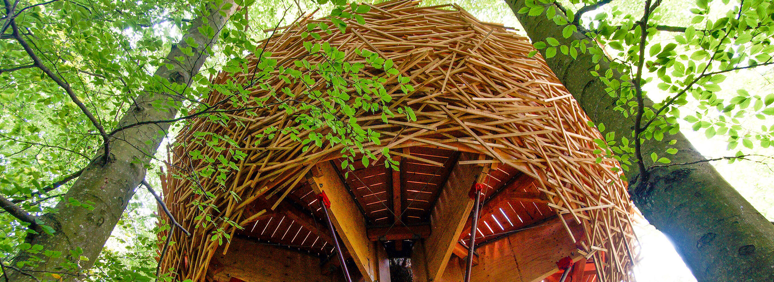 Aufnahme von einem Baumhaus. - Foto: Daniel Müller (Nationalpark Schwarzwald)