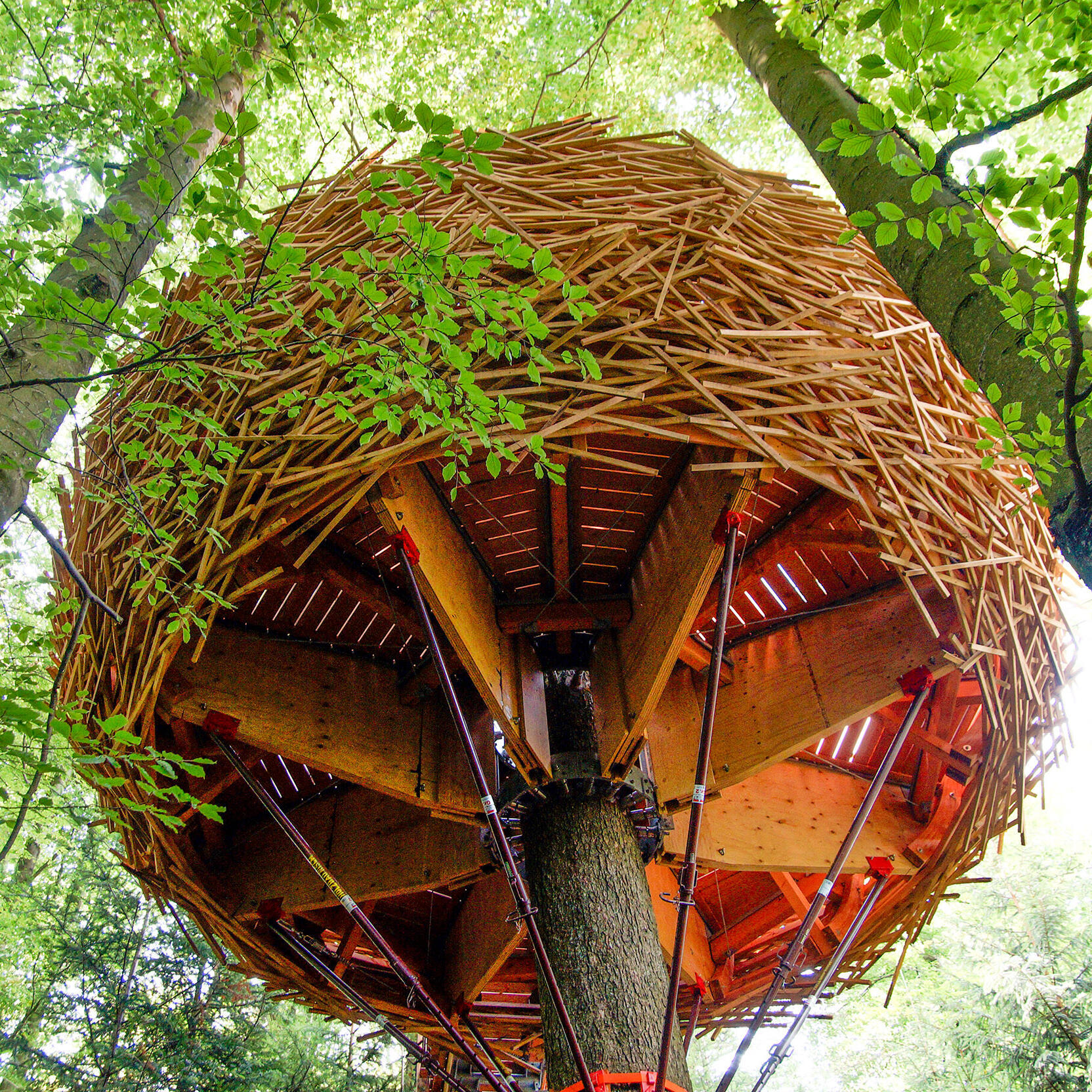 Aufnahme von einem Baumhaus. - Foto: Daniel Müller (Nationalpark Schwarzwald)