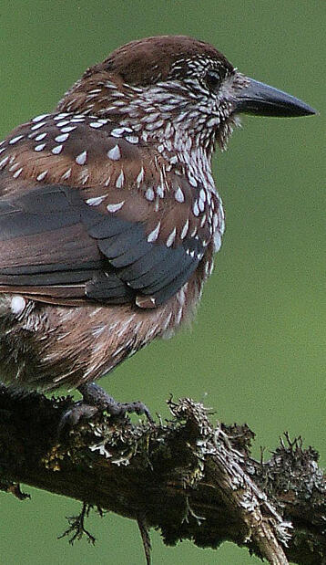 Tannenhäher © Walter Finkbeiner