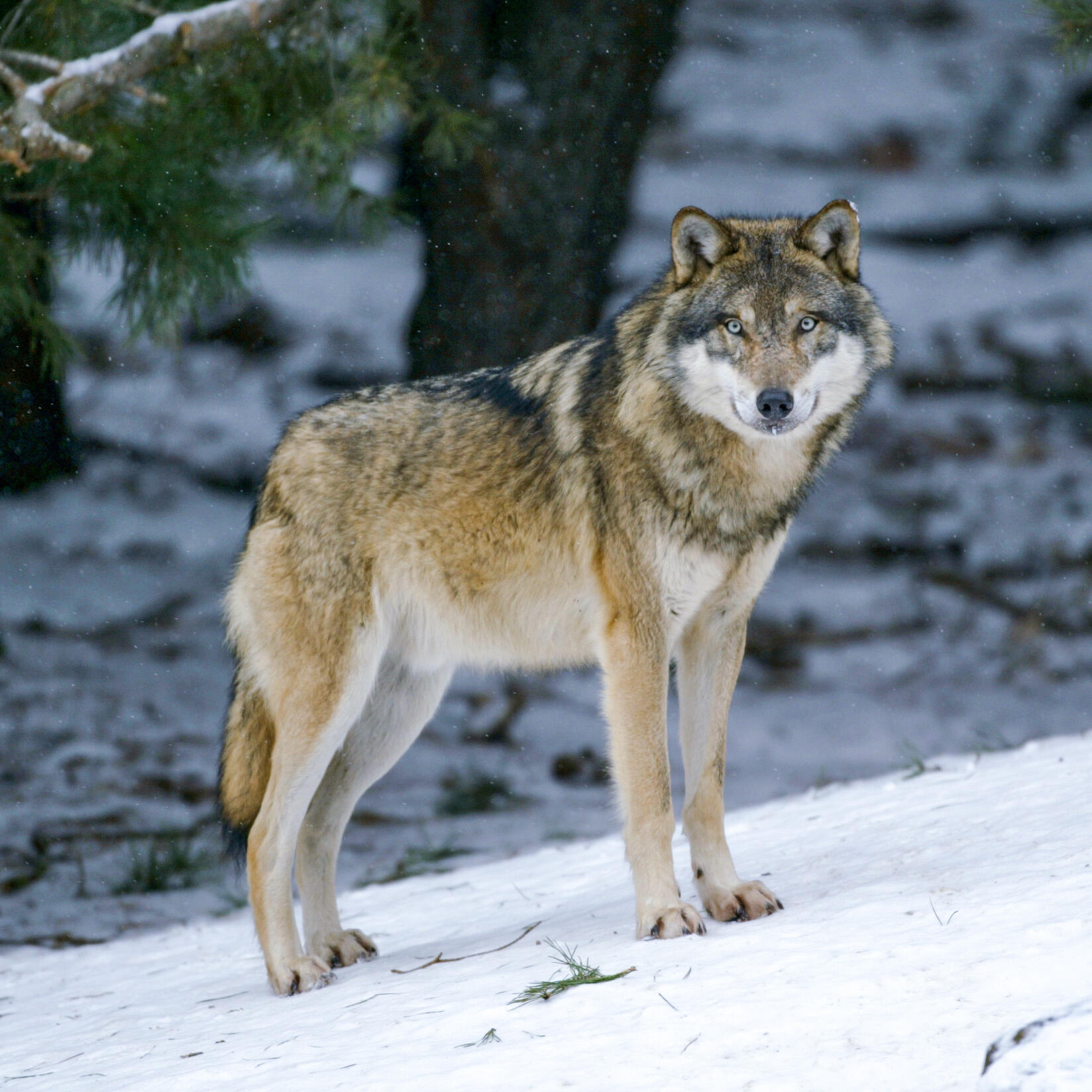 Wolf steht im Schnee und blickt Richtung Kamera