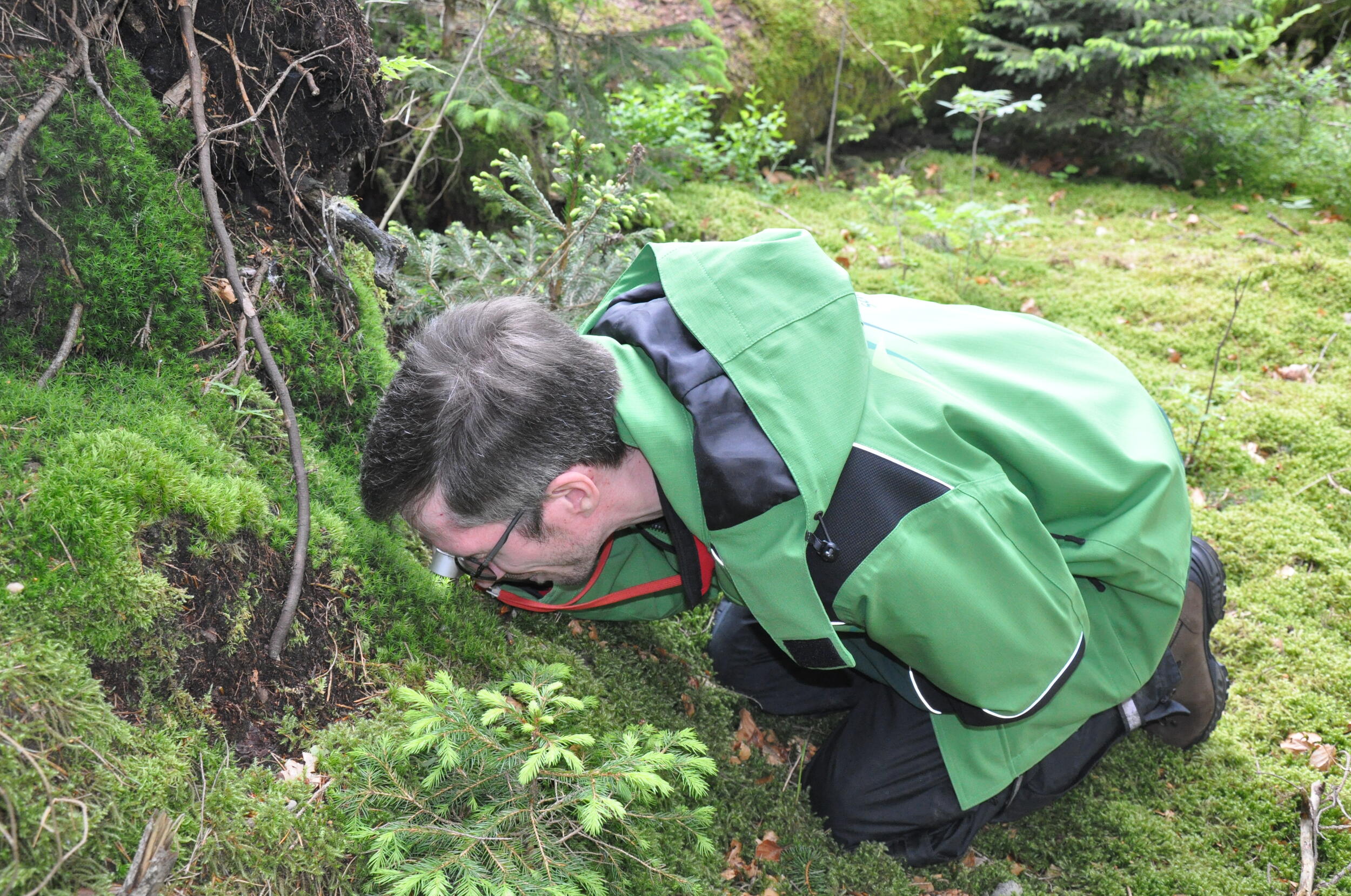 Torsten Bernauer beim Moose-Bestimmen © Iris Lemanczyk Forscher schaut sich Moos auf Waldboden durch Lupe an