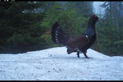 Ein Auerhahn singt im Schnee.