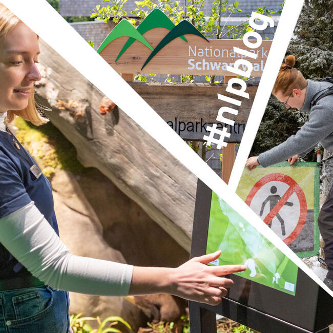 Collage aus drei Bildern: Eines zeigt eine junge Frau, die auf einen Bildschirm tippt. Das zweite zeigt einen jungen Mann, der in einer winterlichen Landschaft ein Banner aufhängt, auf dem ein Symbol für ein Durchgangsverbot zu sehen ist. Das dritte zeigt das Logo des Nationalparks Schwarzwald, drei unterschiedlich grüne Linien, die wie Hügel übereinander angeordnet sind.