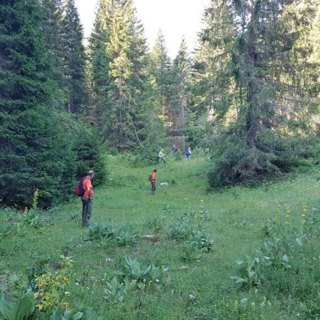 Naturnahe Rinder-Waldweide im französischen Jura © Markus Handschuh