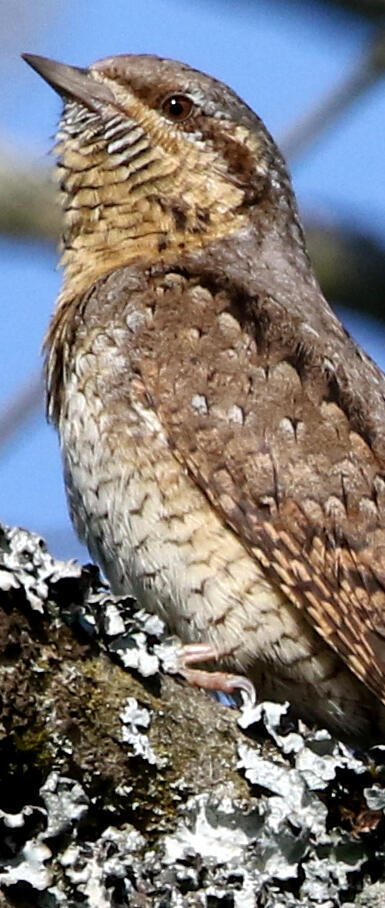 Wendehals © Jürgen Kläger