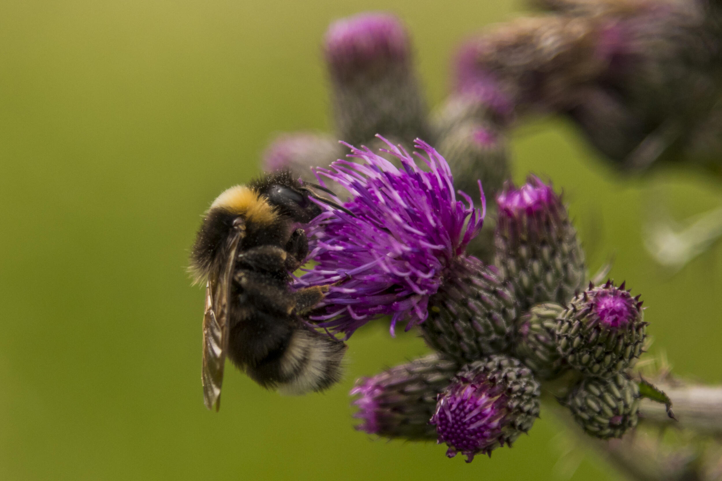 Erdhummel an Distel, Zollstock-Grinde © Luis Scheuermann (Nationalpark Schwarzwald)