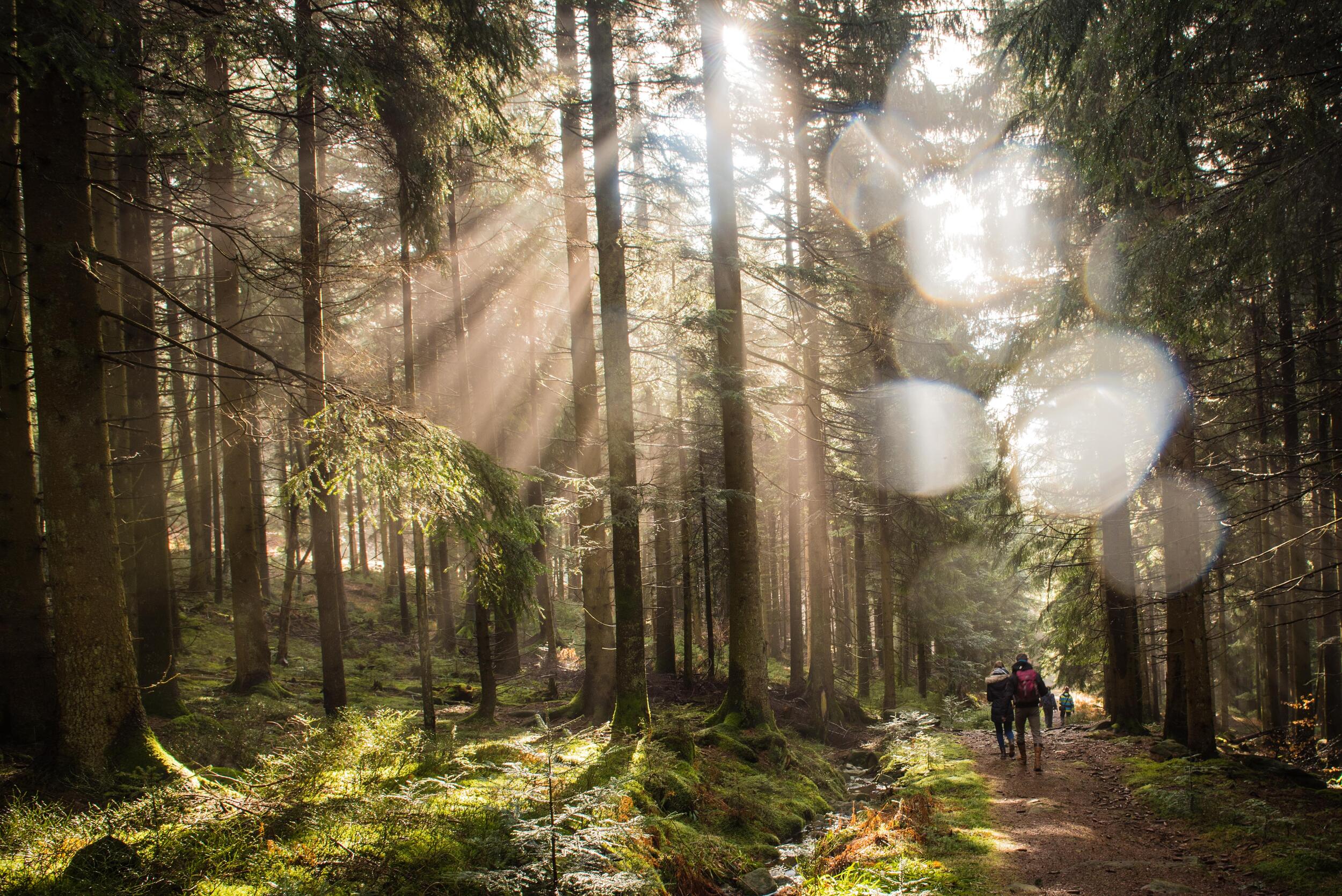 Naturerfahrung im Nationalpark Schwarzwald © Saskia Bauer (Young Explorer) Naturerfahrung im Nationalpark Schwarzwald © Saskia Bauer (Young Explorer)