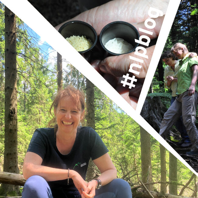 Collage aus drei Bildern: Eine Frau sitzt auf einem Baumstamm und lächelt, zwei Frauen laufen durch den Wald, Eine Frau mit einer Lupe untersucht den Baumstamm. Fotos: Nina Blazon