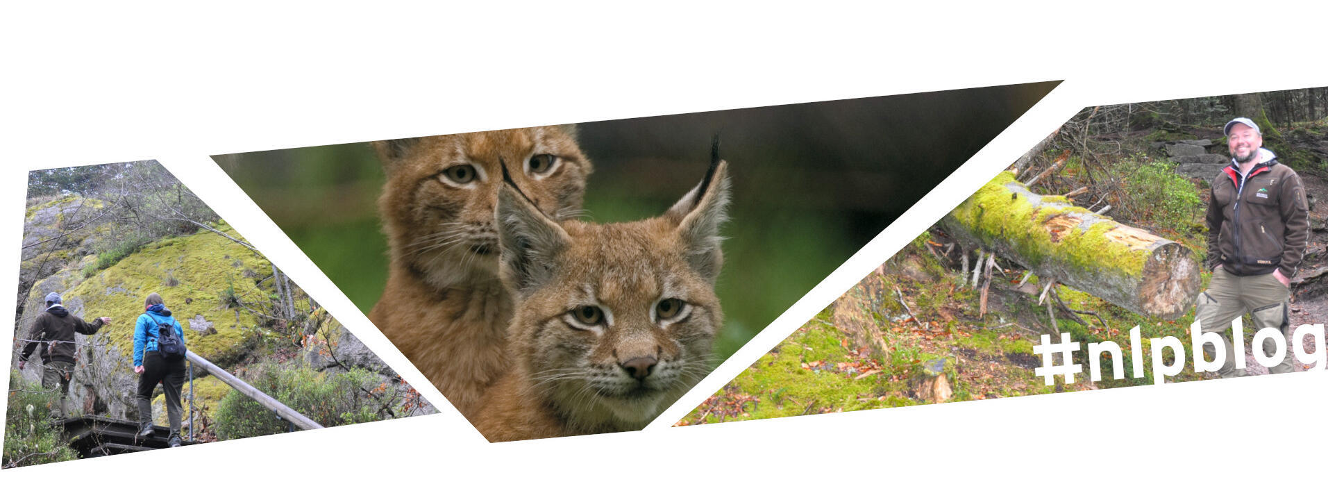 Menschen wandern auf Treppen einen Pfad entlang, Luchs, ein Mann in Nationalparkkleidung