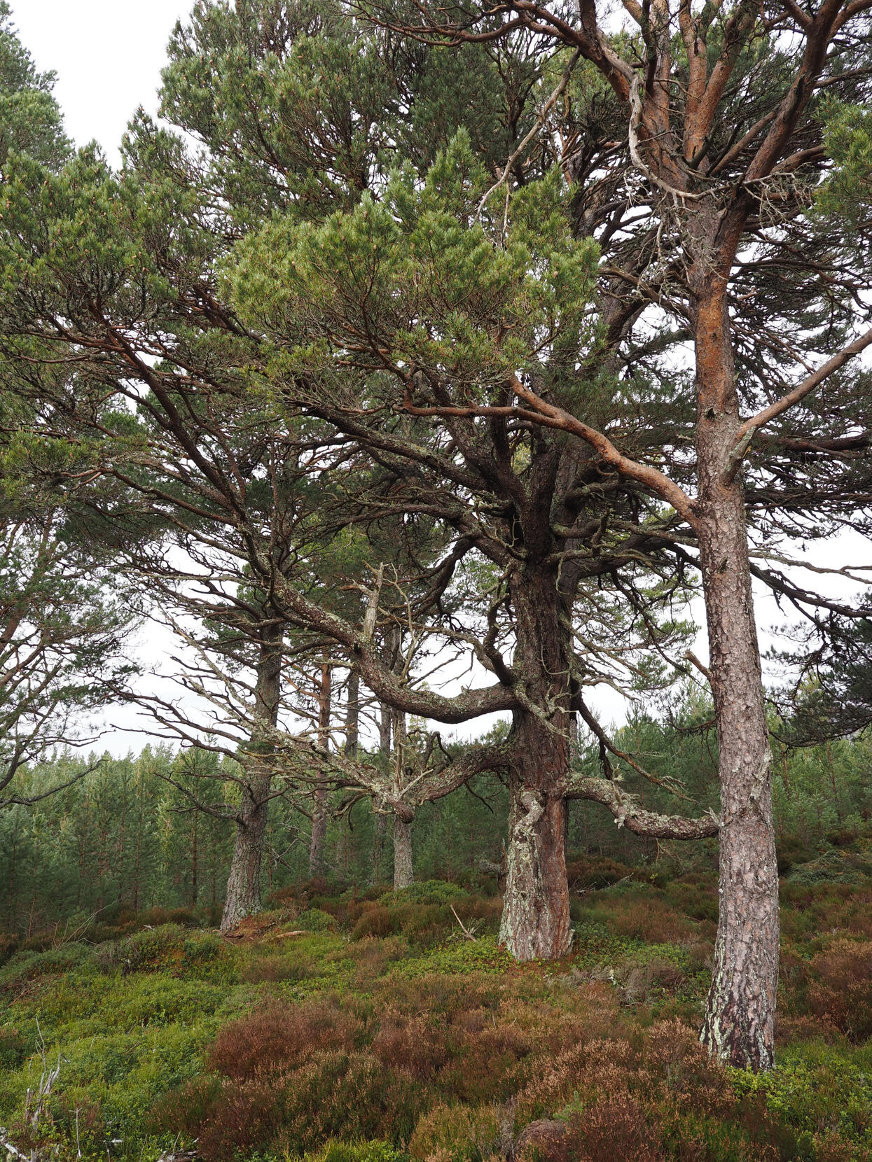 Kiefernwald. Foto: Raffael Kratzer (Nationalpark Schwarzwald)