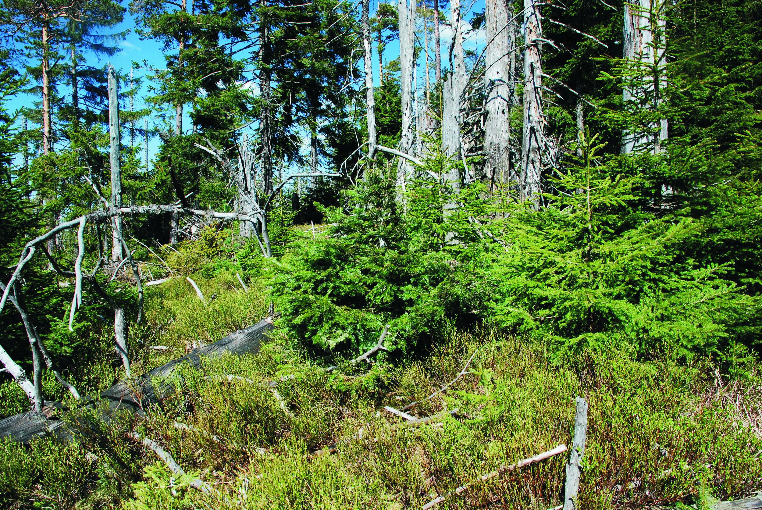 Ein lichter Wald mit Totholz. Junge Bäume wachsen in den lichten Flächen nach.