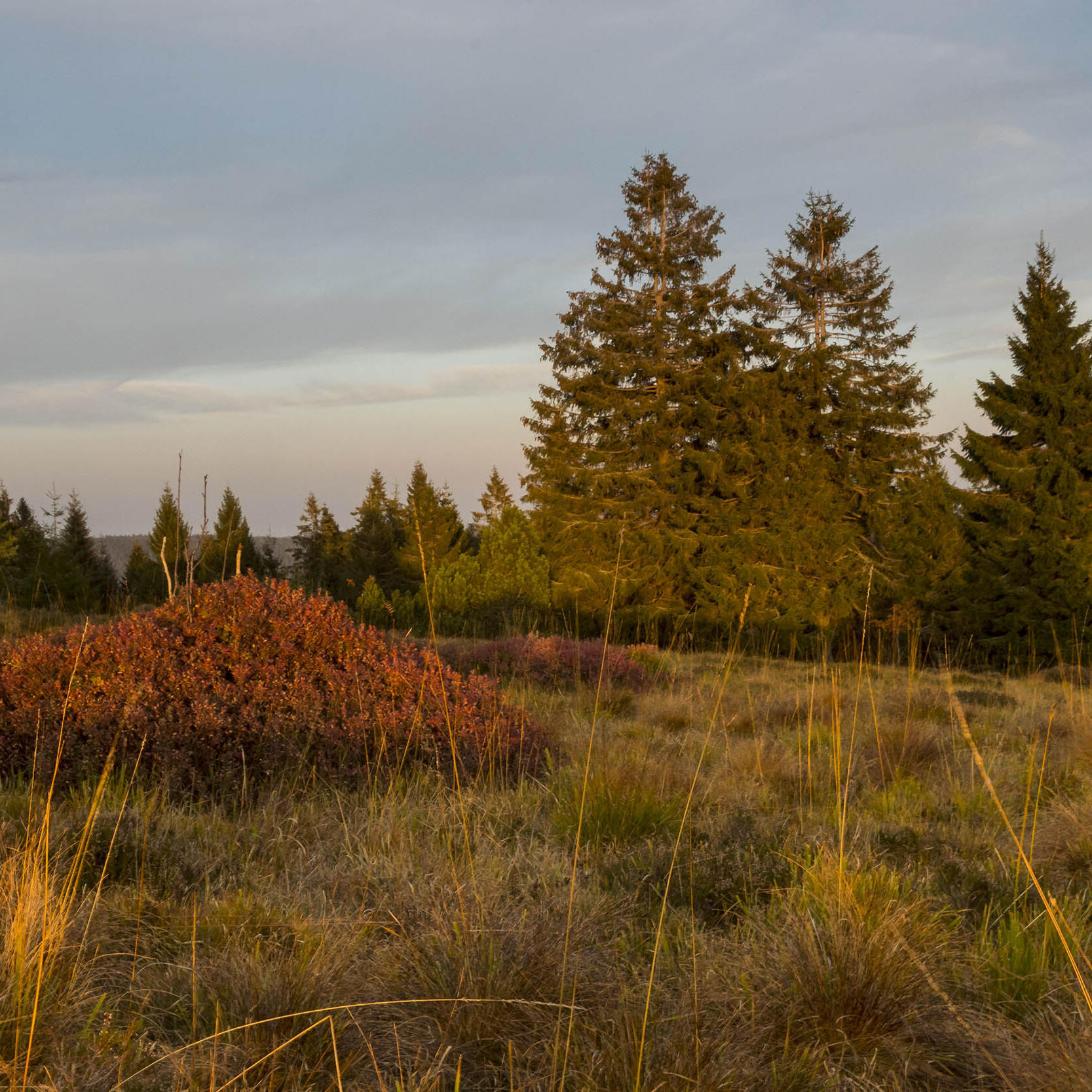 Aufnahme vom Schliffkopf in Ruhestein - Foto: Luis Scheuermann (Nationalpark Schwarzwald)