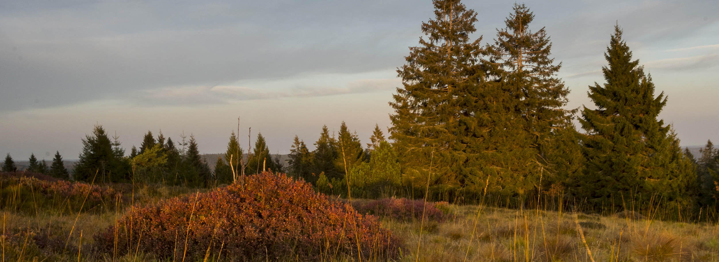 Aufnahme vom Schliffkopf in Ruhestein - Foto: Luis Scheuermann (Nationalpark Schwarzwald)