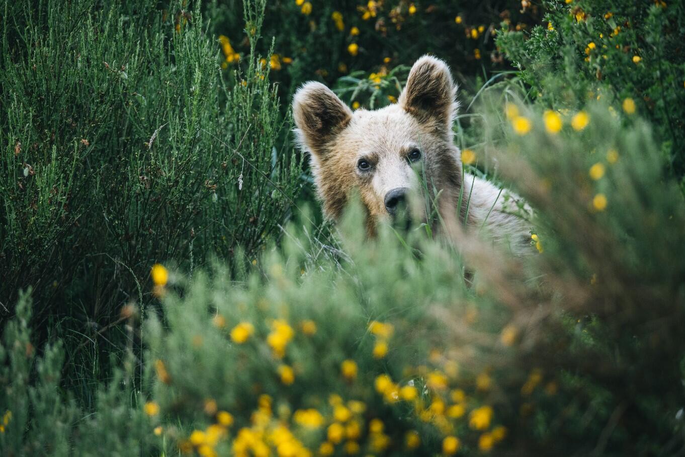 Spanien-Somiedo, Braunbär im Gebüsch ©Wild Europe e.V. 