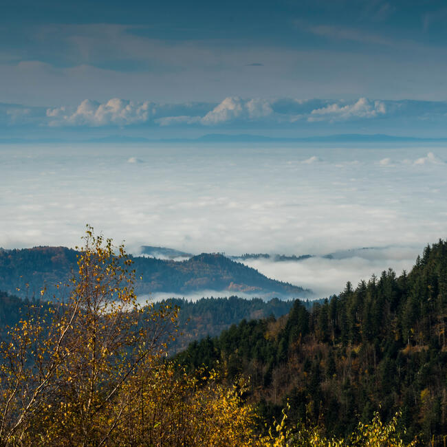 Foto einer Inversionswetterlage mit Wolkenmeer  © Luis Scheuermann (Nationalpark Schwarzwald)