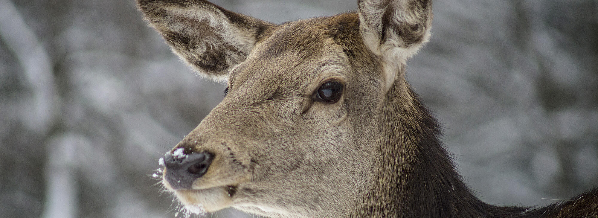 Aufnahme eines Rehs - Foto: Daniel Müller (Nationalpark Schwarzwald)